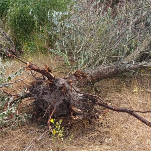 В Николаевской области на берегу Южного Буга выкорчевали 120 деревьев-медоносов