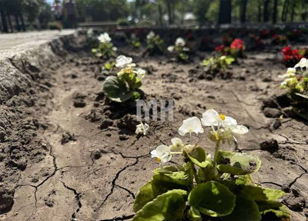 Засуха на Николаевщине: дождя не было два месяца, ближайший ожидается 11 августа