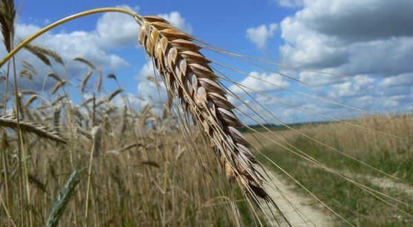 В Баштанском районе помогут фермерам с документами для компенсации потерь от засухи
