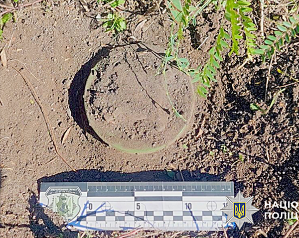 На Николаевщине корова подорвалась на мине: рядом нашли ещё три боеприпаса