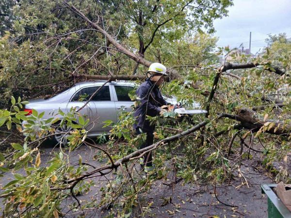 В Николаеве упавшие деревья повредили машину и офисное здание