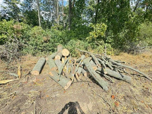 В Николаевской области за спиленные шесть сухих кленов мужчина заплатит почти 60 тысяч гривен