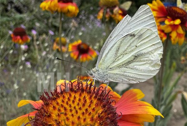 Николаевщина пережила 65 дней жары: метеорологи подвели итоги лета