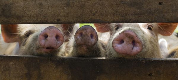 Вонь и крики животных: жители Николаева требуют решить вопрос скотобойни в Корабельном районе