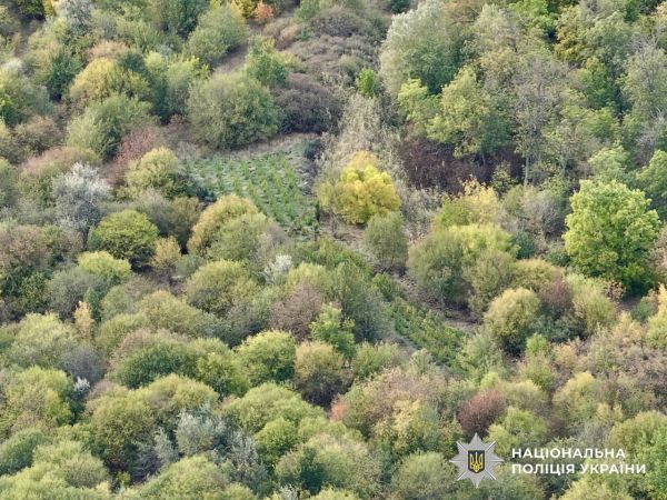 Наркоплантация в лесополосе: на Николаевщине задержан "агроном" с урожаем на 50 миллионов