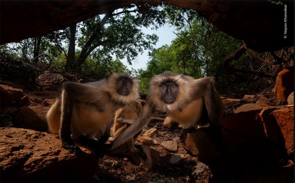 10 лет ради одного кадра: невероятные снимки с премии "Фотограф дикой природы года"
