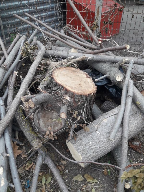 В Николаеве возле рынка «Колос» неизвестные спилили 16 деревьев