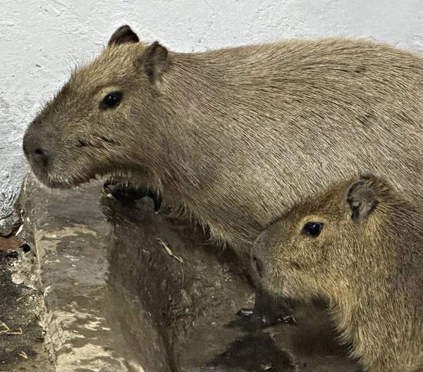 В Николаевский зоопарк приехали молодые капибары — когда их покажут посетителям