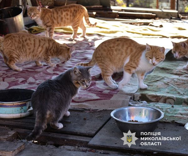 В Николаеве полицейская приютила девять котов, которые потеряли дом во время войны