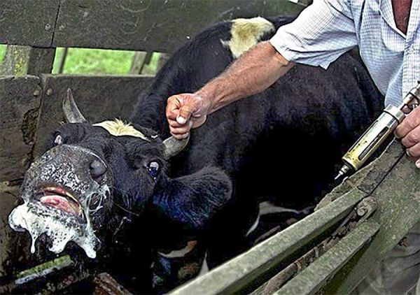 Бешенство и лейкоз: на Николаевщине выявлены новые очаги заразных болезней животных