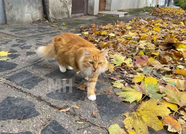 В первой половине октября на Николаевщине было холоднее, чем обычно: как погода повлияла на урожай