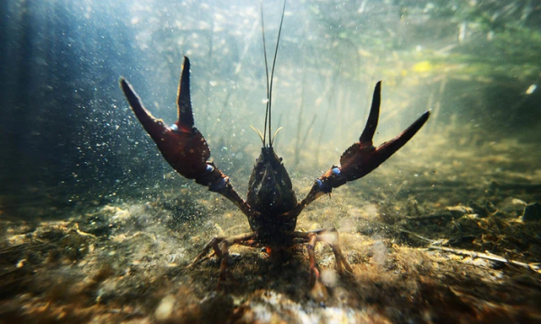 В Николаевской области сняли запрет на лов раков