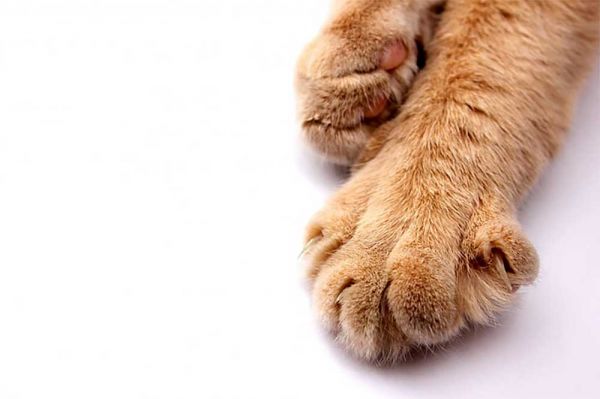 В Николаеве уборщица жестоко выгнала кота из школы — полиция выясняет детали