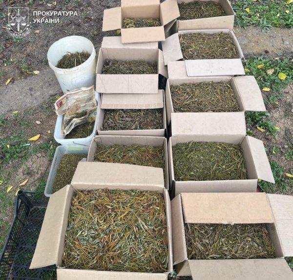 Под Николаевом дачник хранил центнер конопли и 20 кило каннабиса