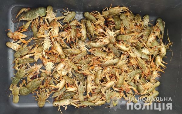 Почти миллион гривен ущерба: в Баштанском районе отдали под суд браконьеров-раколовов