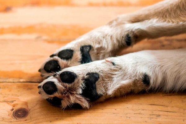 Полиция Николаевщины расследует избиение собаки по видео из интернета