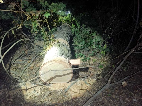 В Николаевской области один спиленный дуб оценили в 28 тысяч гривен