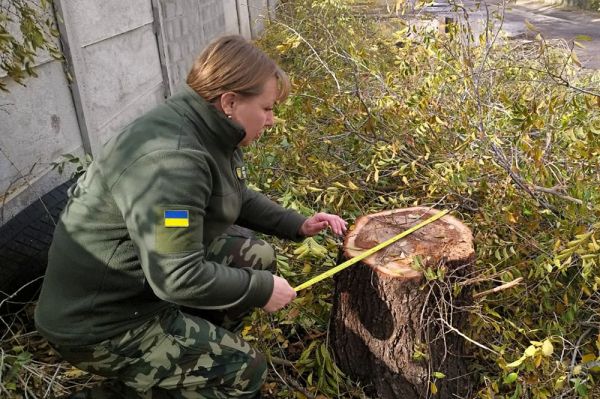 В Николаеве варварски обрезали и спилили деревья в заповедном урочище «Дубки» – ущерб превышает 2,4 миллиона
