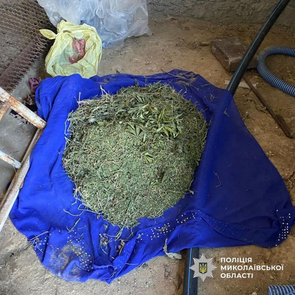 В Николаевской области накрыли плантацию конопли