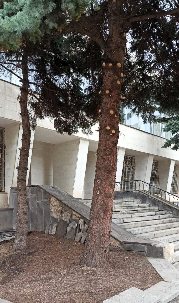 В Николаевской области наказали мужчину за обрезанные ветки пяти елок