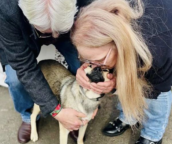 В Николаеве десять бездомных животных обрели новый дом и семью