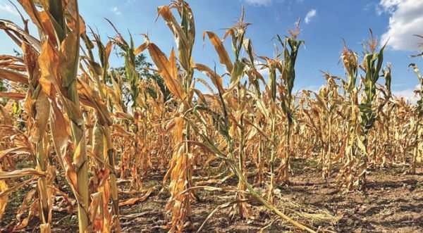 Заморозки и засуха уничтожили 100 тысяч гектаров посевов Николаевской области