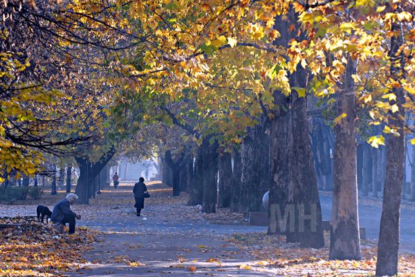 До зимы всего неделя, а на Николаевщине +18–20°: как это повлияет на озимые