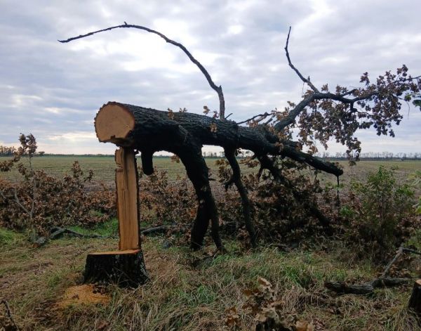 В Николаевской области выявили незаконную вырубку: браконьеры спилили 23 дуба
