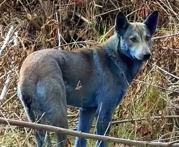 В Чернобыле заметили собак с синей шерстью