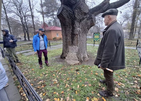 Международные эксперты раскритиковали обрезку платанов на Соборной и осмотрели старейший дуб Николаева