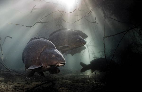 Где на Николаевщине запрещено ловить рыбу с ноября: полный перечень зимовальных ям