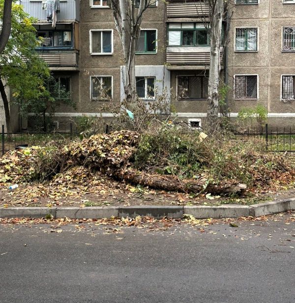 В центральной части Николаева устроили свалку – вмешались государственные экологи