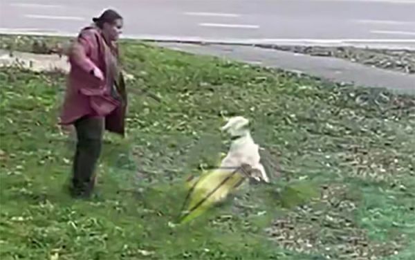 В Николаеве сняли на видео, как женщина издевается над собакой, – полиция отреагировала