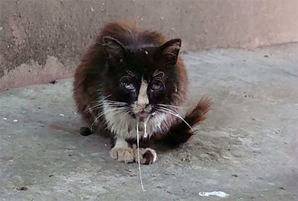 В Корабельном районе Николаева объявлен карантин по бешенству