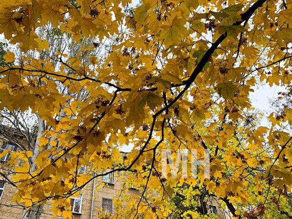 Рекордные дожди на Николаевщине: за два дня выпала двойная норма осадков