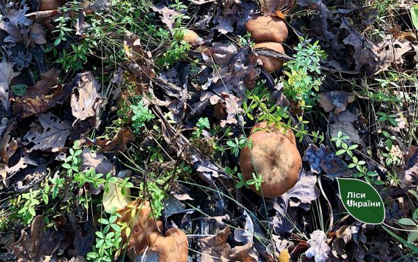 Южный лесхоз сообщает: в лесах Николаевщины начался массовый сезон грибов