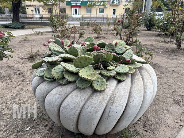 Температурные качели в Николаевской области: в октябре температура поднималась до +22 и падала до 0