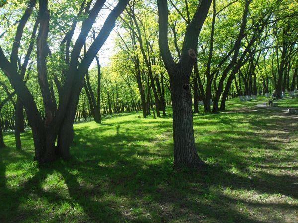 Депутат рассказал, какую схему провернули в Николаеве, чтобы парк с дубами стал коммерческой территорией