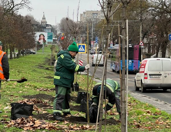 В Николаеве на трех локациях высаживают клены