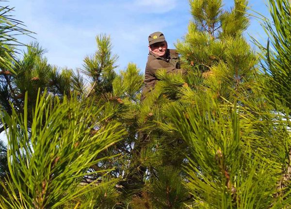 В Николаевской области усилили охрану лесов на время продажи новогодних елок