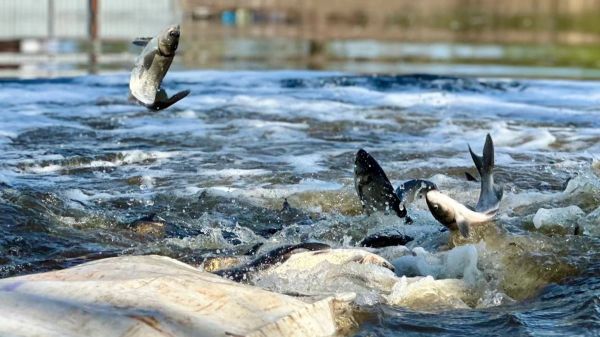 Таборовское водохранилище на Николаевщине зарыбили карпом, толстолобом и белым амуром