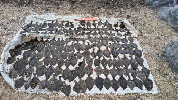 Улов ценой в автомобиль: на Николаевщине браконьеры ловили пиленгаса по 1853 грн за штуку