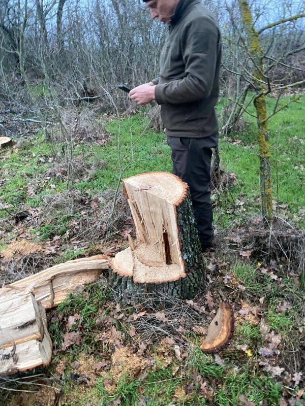 В Зеленом Гае Николаевской области еще на три дуба стало меньше