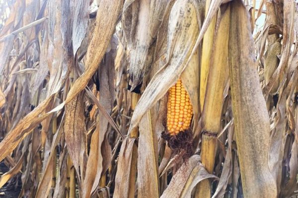 В Николаевской области завершается жатва: урожайность кукурузы 920 кг с гектара