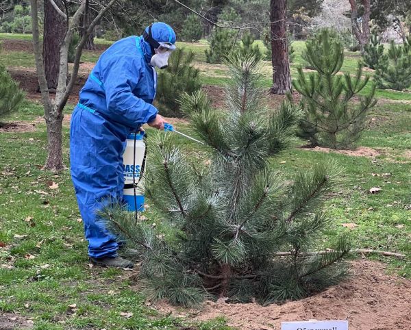 В Николаеве сосны обработали жидкостью с неприятным запахом, чтоб защитить деревья от новогодних браконьеров