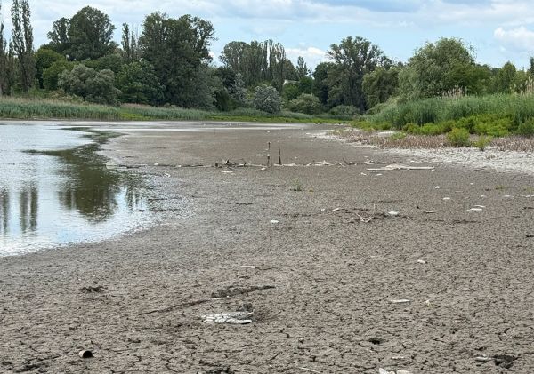 На Николаевщине фермер осушил арендованные ставки и выращивал там подсолнечник