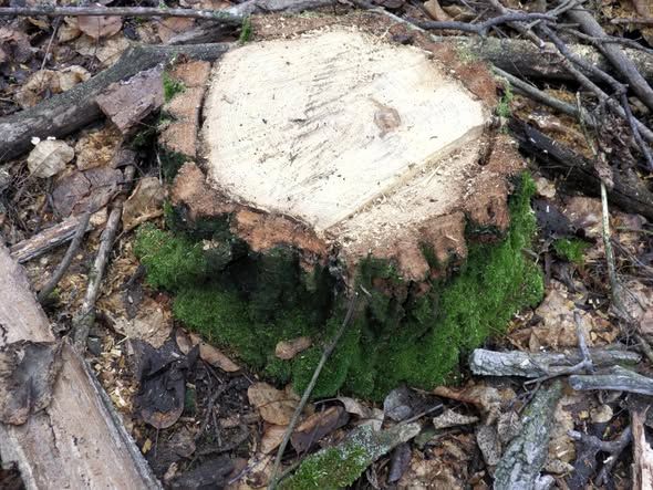 На Николаевщине браконьера, который спилил 8 акаций, оштрафовали на 500 гривен