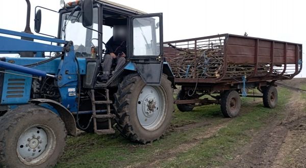В Николаевской области черные браконьеры вывозят срубленные деревья на прицепах тракторов. Фото