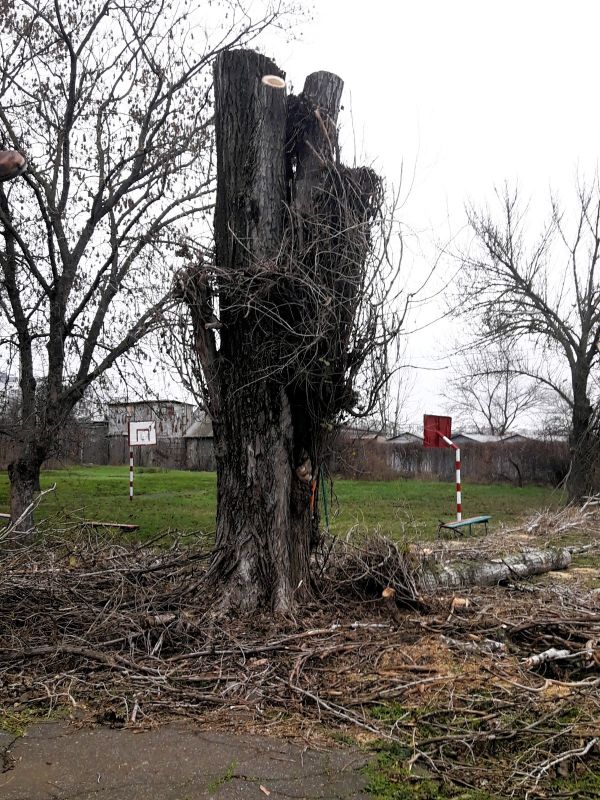 В детском саду Николаева после «кронирования» погибли шесть деревьев