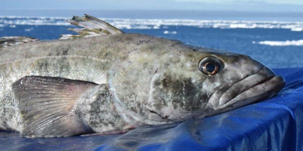 Рыбалка в северной Атлантике принесла бюджету Николаевской области более двух миллионов гривен